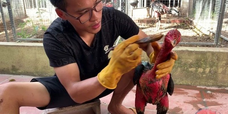 Cách Vần Gà Chọi Chiến - Bí Quyết Đỉnh Cao Từ Jun88 1 Trang Chủ Jun88.com #1 Việt Nam Biết cách vần kê là khía cạnh không thể thiếu