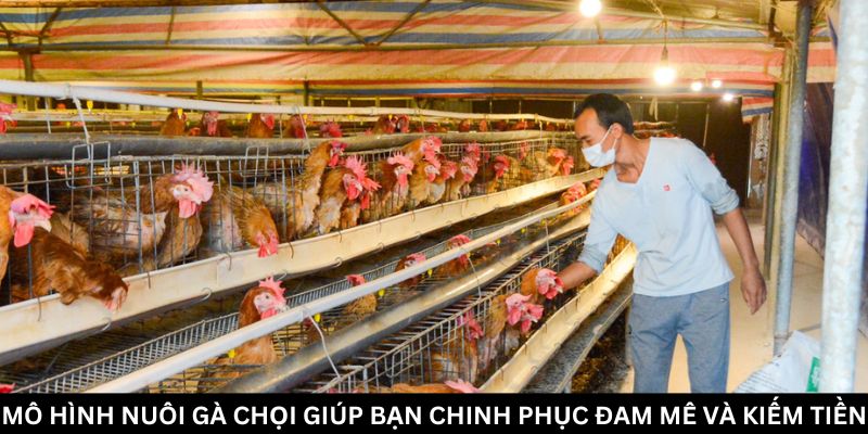 Jun88 Bật Mí Mô Hình Nuôi Gà Chọi Hái Ra Tiền 2024 3 Trang Chủ Jun88.com #1 Việt Nam Mô hình nuôi gà chọi: Chuẩn bị kỹ thuật cho người mới bắt đầu